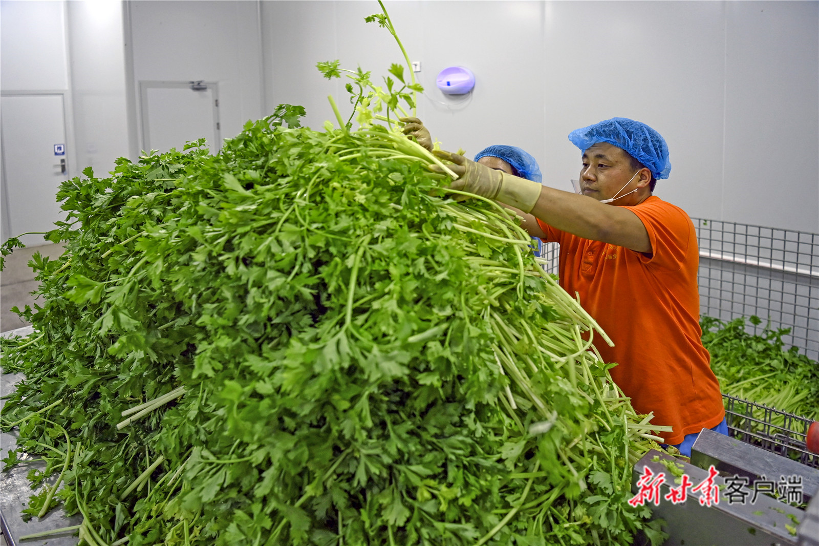 一碗浆水正发酵出百亿级“甘味”产业——天水市甘谷县特色产业见闻