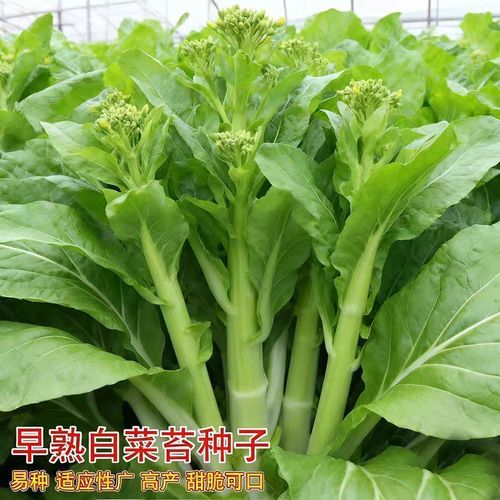 四季白菜苔种植指南 从种子到餐桌的鲜嫩旅程