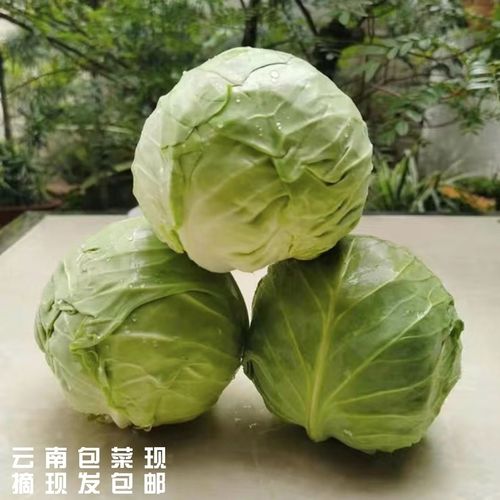 云南高原上的绿色馈赠 农家自种新鲜包菜，现摘现发包邮到家